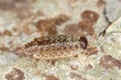 Woodlouse on wood, macro photo