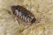 Woodlouse on wood, macro photo