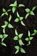 Green seedling growing out of soil