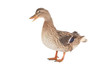 wild duck