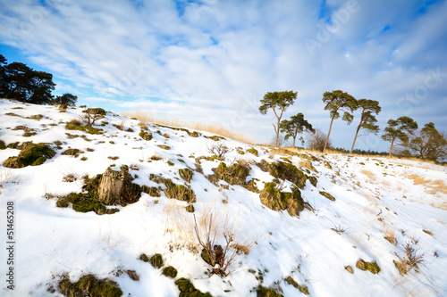 Photo: pine trees on snowy hill pine trees on snowy hill