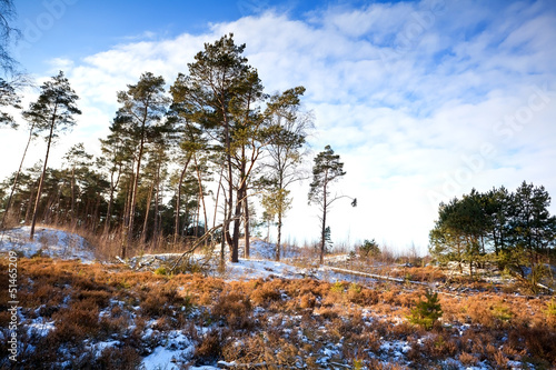 Photo: coniferous forest in winter coniferous forest in winter