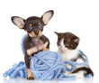 kitten and the puppy looking in the camera. isolated