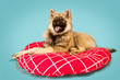 Eurasier Welpe