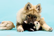 Eurasier Welpe