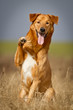 Mischlingshund sagt Hallo!