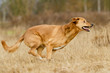 Mischlingshund in Action