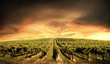 Vineyard Light