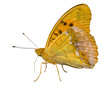 Butterfly (Brenthis) 7