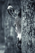 Foto: Zebra portrait Zebra portrait