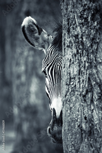Photo: Zebra portrait Zebra portrait