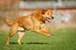 Mischlingshund in Action