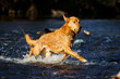 Wasserspiel / Hund