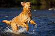 Wasserspiel / Hund