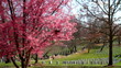 Arlington National Cemetery cherry blossom tilt shift