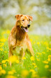 Mischlingshund im Blumenmeer