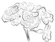 Sketch of primula flowers