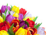 Tulpenstrauss