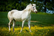 Connemara-Pony