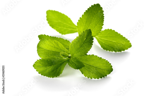 Photo: stevia leaves isolated stevia leaves isolated