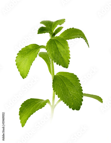 Photo: stevia leaves isolated stevia leaves isolated