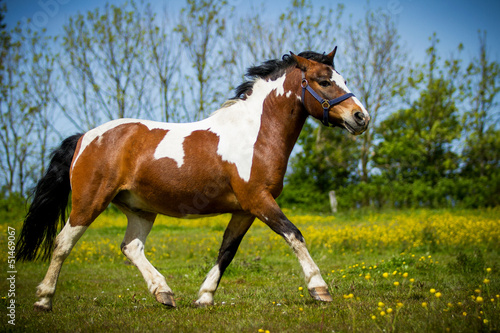 Photo: Pony in Bewegung Pony in Bewegung