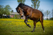 Freudensprung eines Ponys