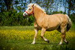Pony in Bewegung