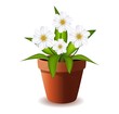 Vektor: Illustration of flower in pot. Illustration of flower in pot.