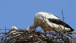 Storks in the nest ...(White stork)