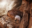 Eagle sitting on a rock against stormy sky