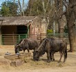 Two antelopes eating in a zoo