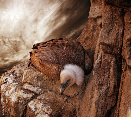 Photo: Eagle sitting on a rock against stormy sky Eagle sitting on a rock against stormy sky
