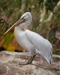 White pelican standing on a rock