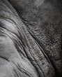 Rhinoceros skin texture