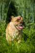 Cairn Terrier