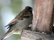 Spatzen im Vogelhaus
