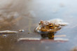 Kroete (Erdkroete - bufo bufo)