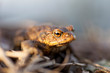 Kroete (Erdkroete - bufo bufo)