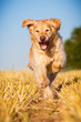 Golden Retriever in Action