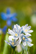 Sternhyazinthe