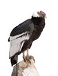 Photo: Andean condor. Isolated over white Andean condor. Isolated over white
