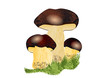 Boletus mushroom