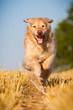 Golden Retriever in Action