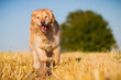 Golden Retriever in Action