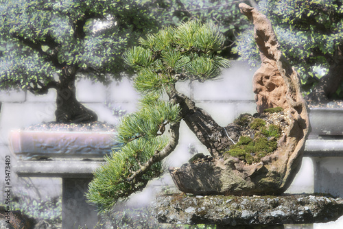 Photo: bonsai spruce in the garden, picea bonsai spruce in the garden, picea