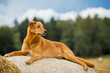 Mischlingshund auf Heuballen