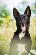 Mischlingshund