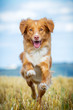 Nova Scotia Duck Tolling Retriever