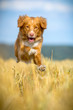 Nova Scotia Duck Tolling Retriever in Bewegung